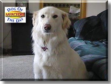 Mercedes, the Dog of the Day