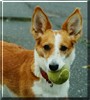 Mojka