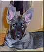Balto