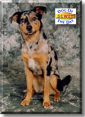 Dewey, the Dog of the Day