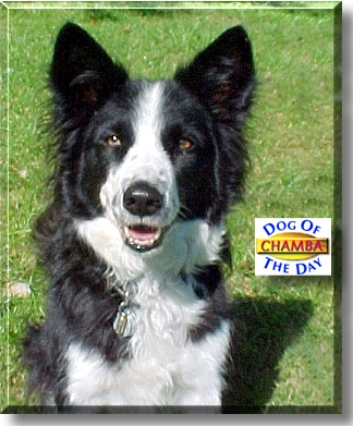 Chamba, the Dog of the Day