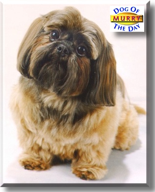 Edison Murry, the Dog of the Day