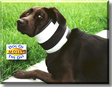 Molly, the Dog of the Day