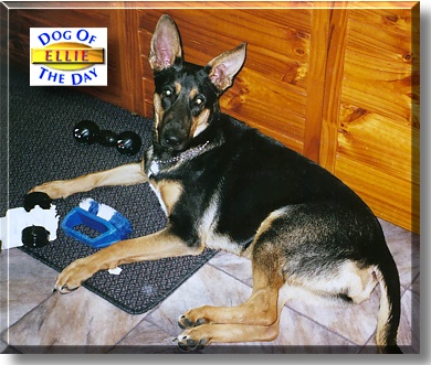 Ellie, the Dog of the Day