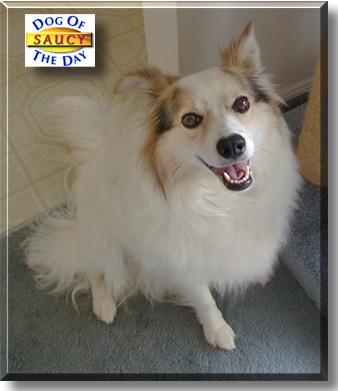 Saucy, the Dog of the Day