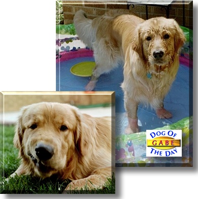 Gabe, the Dog of the Day
