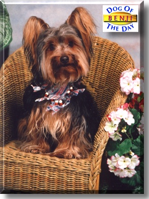 Benji, the Dog of the Day