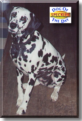 Speckles, the Dog of the Day