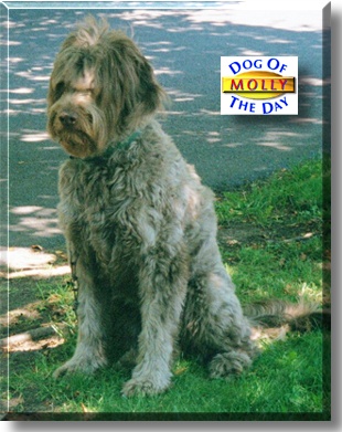 Molly, the Dog of the Day
