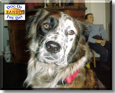 Bandit, the Dog of the Day