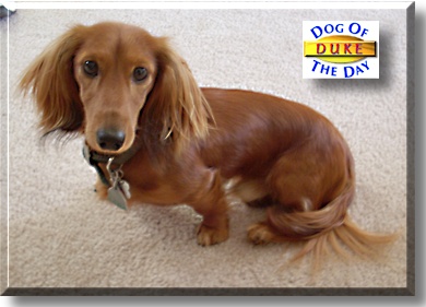 Sir Duke of Little Legs, the Dog of the Day