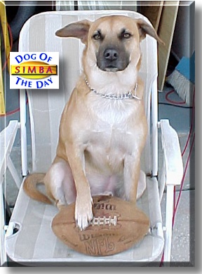 Simba, the Dog of the Day