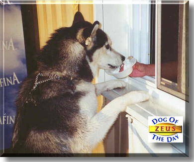 Zeus, the Dog of the Day