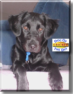 Cricket, the Dog of the Day