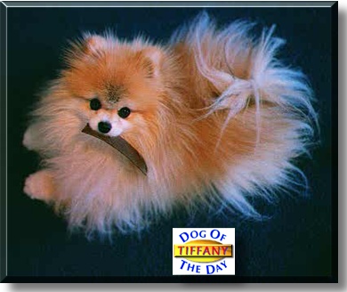 Tiffany-Morgan, the Dog of the Day