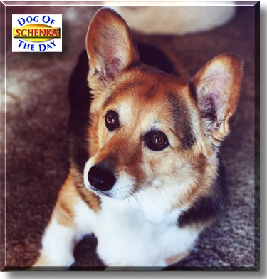Schenka, the Dog of the Day