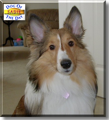 Sadie, the Dog of the Day