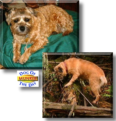 Munkle, the Dog of the Day