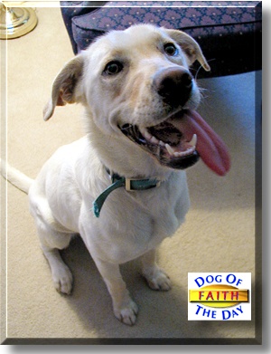 Faith, the Dog of the Day