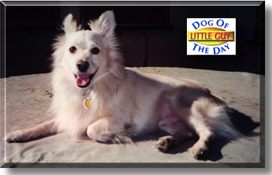 Little Guy, the Dog of the Day