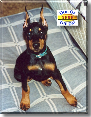 Sere, the Dog of the Day