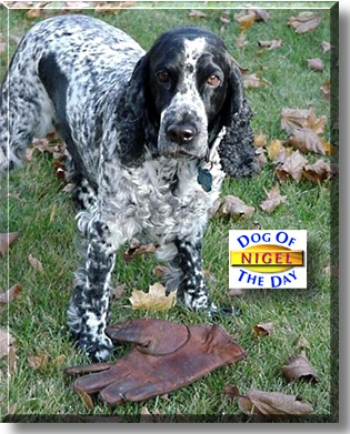 Nigel, the Dog of the Day
