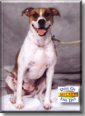 Mickey, the Dog of the Day