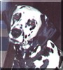 Speckles