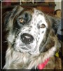 Bandit