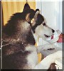 Zeus