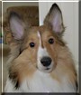 Sadie