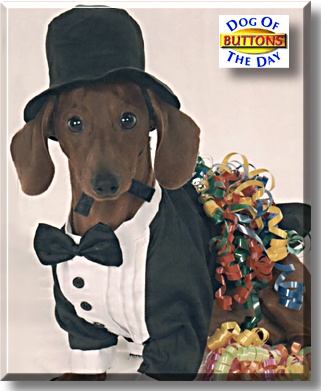Buttons, the Dog of the Day