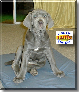 Buster, the Dog of the Day