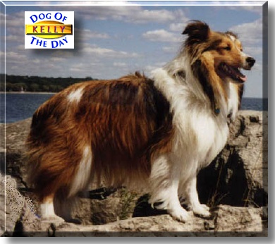 Kelly, the Dog of the Day