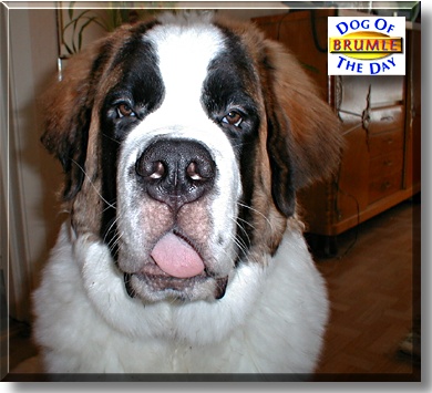 Brumle, the Dog of the Day