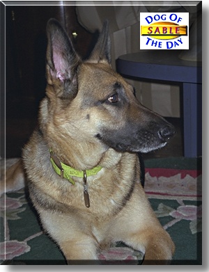 Sable, the Dog of the Day
