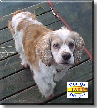 Jake, the Dog of the Day