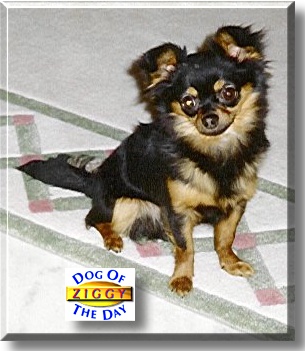 Ziggy, the Dog of the Day
