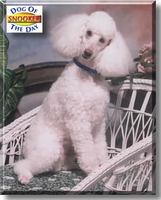 Snooker, the Dog of the Day