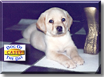 Casey, the Dog of the Day