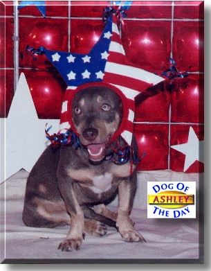 Ashley, the Dog of the Day