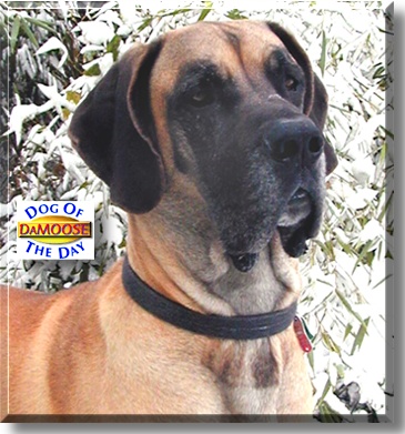 DaMoose, the Dog of the Day
