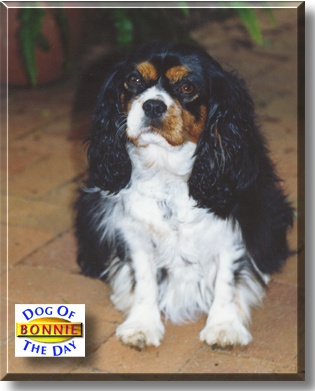 Bonnie, the Dog of the Day