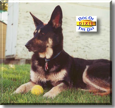 Bonnie, the Dog of the Day