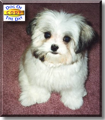Cody, the Dog of the Day