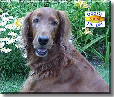 Sam, the Dog of the Day