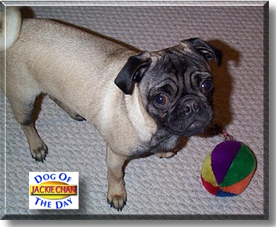 Jackie Chan, the Dog of the Day