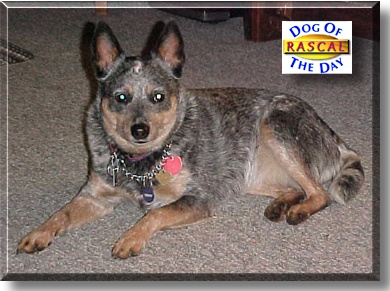 Rascal, the Dog of the Day