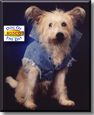Bosco, the Dog of the Day