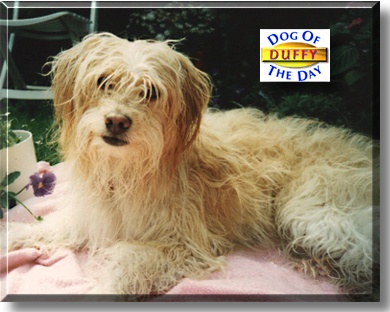 Duffy, the Dog of the Day